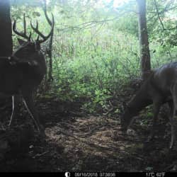 Deer captured on trail cam