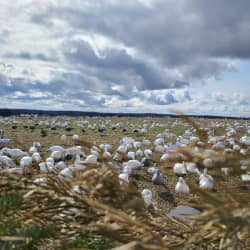 Open field full of game birds